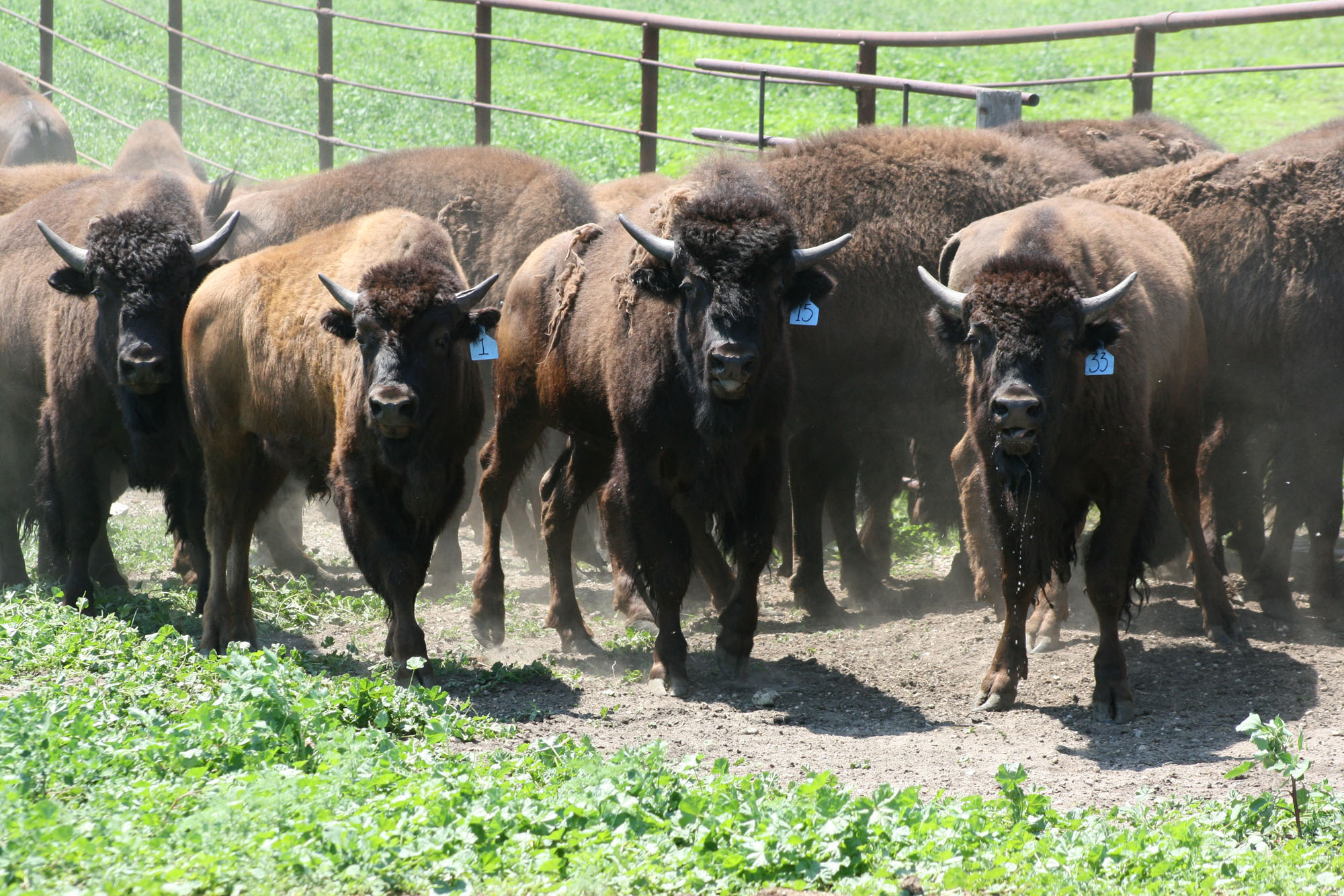 Why Bison from the Buffalo Coulee Ranch and Bent Iron Bison